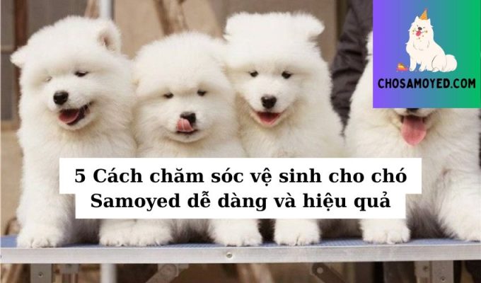 5 Cách chăm sóc vệ sinh cho chó Samoyed dễ dàng và hiệu quả