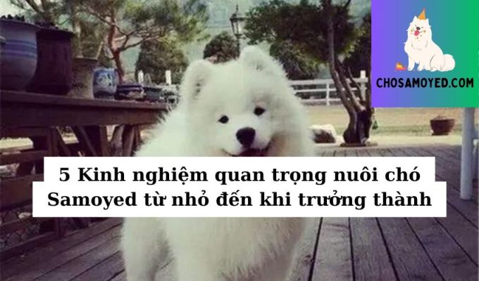 5 Kinh nghiệm quan trọng nuôi chó Samoyed từ nhỏ đến khi trưởng thành