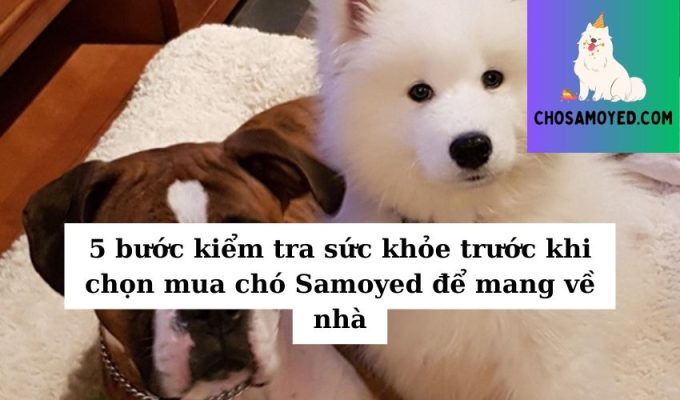 5 bước kiểm tra sức khỏe trước khi chọn mua chó Samoyed để mang về nhà