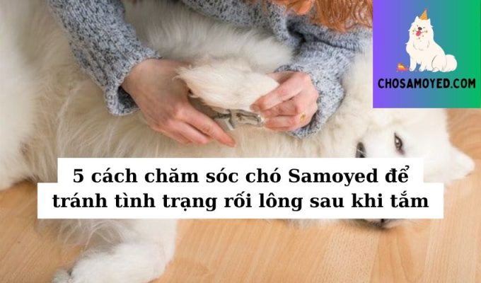 5 cách chăm sóc chó Samoyed để tránh tình trạng rối lông sau khi tắm