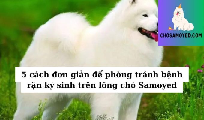 5 cách đơn giản để phòng tránh bệnh rận ký sinh trên lông chó Samoyed