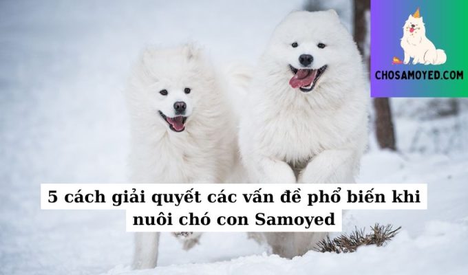 5 cách giải quyết các vấn đề phổ biến khi nuôi chó con Samoyed