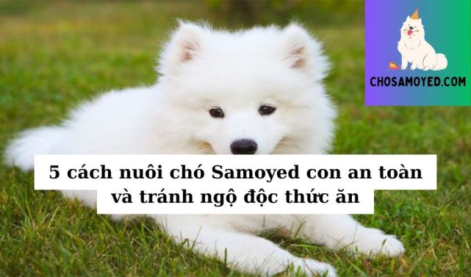 5 cách nuôi chó Samoyed con an toàn và tránh ngộ độc thức ăn