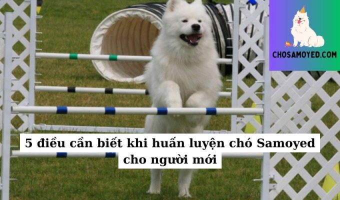 5 điều cần biết khi huấn luyện chó Samoyed cho người mới