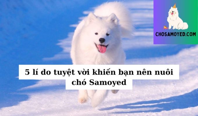 5 lí do tuyệt vời khiến bạn nên nuôi chó Samoyed