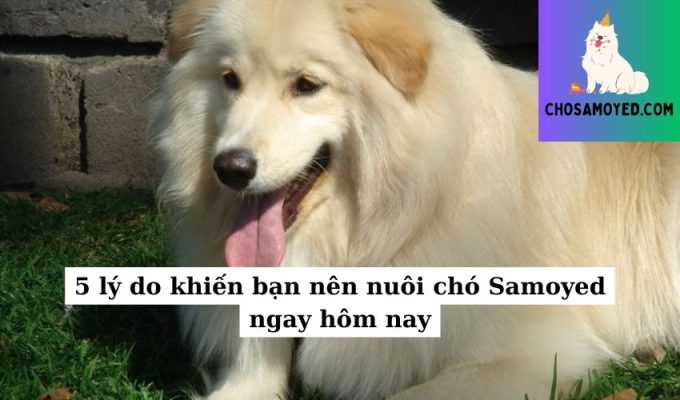 5 lý do khiến bạn nên nuôi chó Samoyed ngay hôm nay