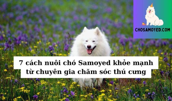 7 cách nuôi chó Samoyed khỏe mạnh từ chuyên gia chăm sóc thú cưng