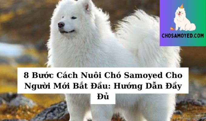 8 Bước Cách Nuôi Chó Samoyed Cho Người Mới Bắt Đầu Hướng Dẫn Đầy Đủ