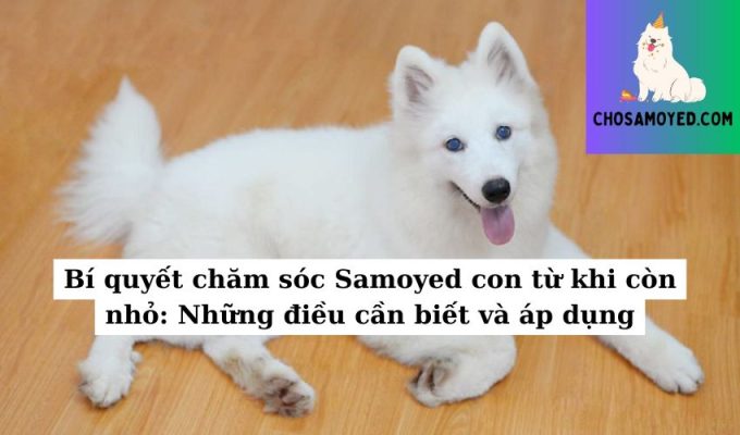 Bí quyết chăm sóc Samoyed con từ khi còn nhỏ Những điều cần biết và áp dụng