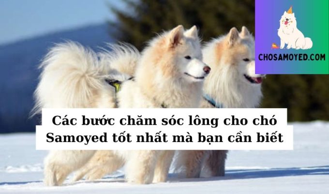 Các bước chăm sóc lông cho chó Samoyed tốt nhất mà bạn cần biết