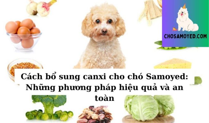 Cách bổ sung canxi cho chó Samoyed Những phương pháp hiệu quả và an toàn