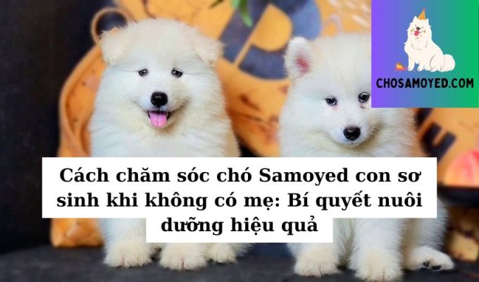 Cách chăm sóc chó Samoyed con sơ sinh khi không có mẹ Bí quyết nuôi dưỡng hiệu quả