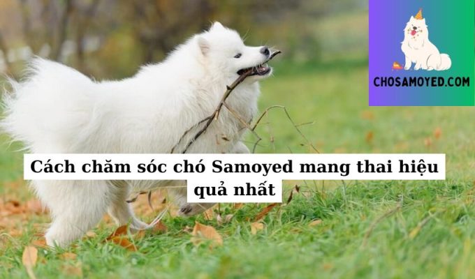 Cách chăm sóc chó Samoyed mang thai hiệu quả nhất