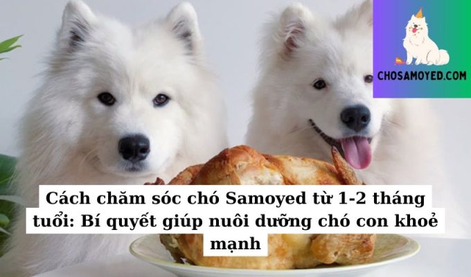 Cách chăm sóc chó Samoyed từ 1-2 tháng tuổi Bí quyết giúp nuôi dưỡng chó con khoẻ mạnh