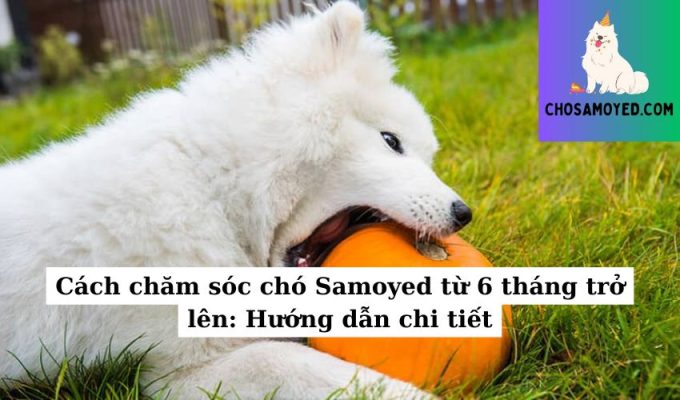 Cách chăm sóc chó Samoyed từ 6 tháng trở lên Hướng dẫn chi tiết