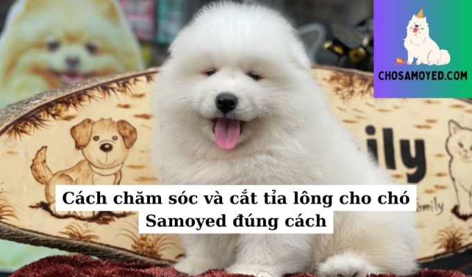 Cách chăm sóc và cắt tỉa lông cho chó Samoyed đúng cách