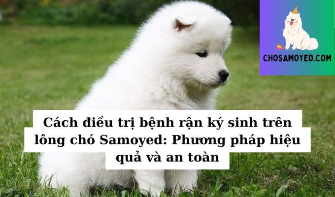 Cách điều trị bệnh rận ký sinh trên lông chó Samoyed Phương pháp hiệu quả và an toàn