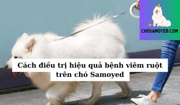 Cách điều trị hiệu quả bệnh viêm ruột trên chó Samoyed