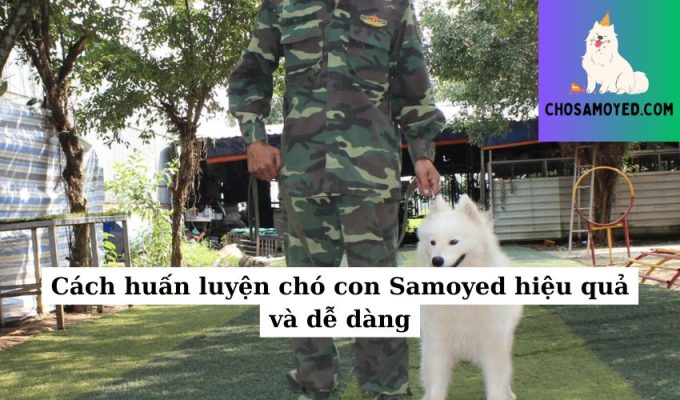 Cách huấn luyện chó con Samoyed hiệu quả và dễ dàng