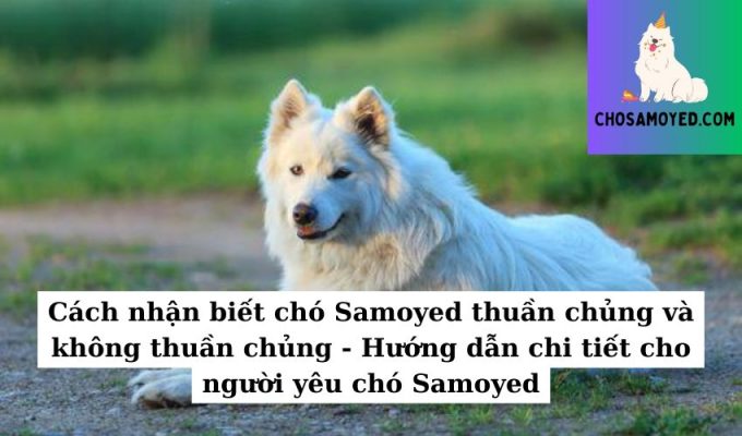 Cách nhận biết chó Samoyed thuần chủng và không thuần chủng - Hướng dẫn chi tiết cho người yêu chó Samoyed