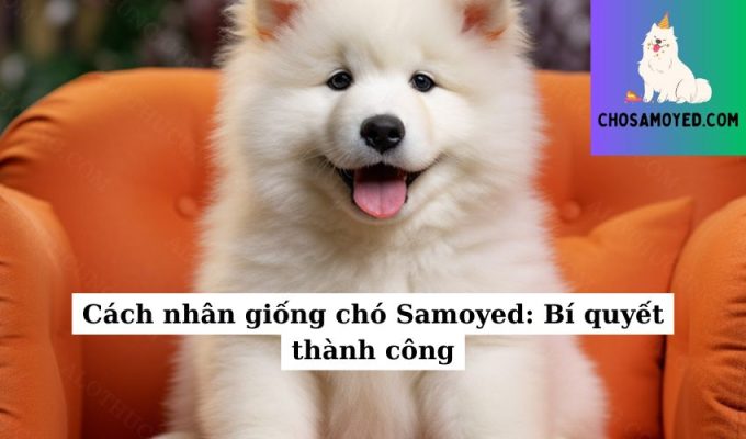 Cách nhân giống chó Samoyed Bí quyết thành công