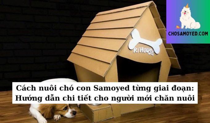 Cách nuôi chó con Samoyed từng giai đoạn Hướng dẫn chi tiết cho người mới chăn nuôi