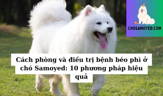 Cách phòng và điều trị bệnh béo phì ở chó Samoyed 10 phương pháp hiệu quả