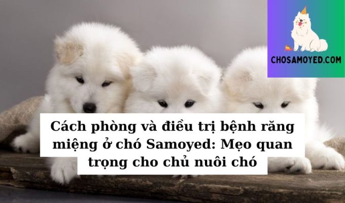 Cách phòng và điều trị bệnh răng miệng ở chó Samoyed Mẹo quan trọng cho chủ nuôi chó