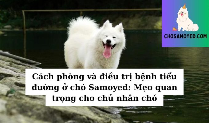 Cách phòng và điều trị bệnh tiểu đường ở chó Samoyed Mẹo quan trọng cho chủ nhân chó