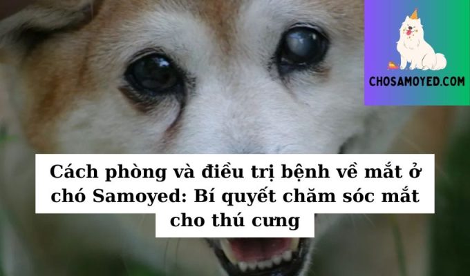 Cách phòng và điều trị bệnh về mắt ở chó Samoyed Bí quyết chăm sóc mắt cho thú cưng