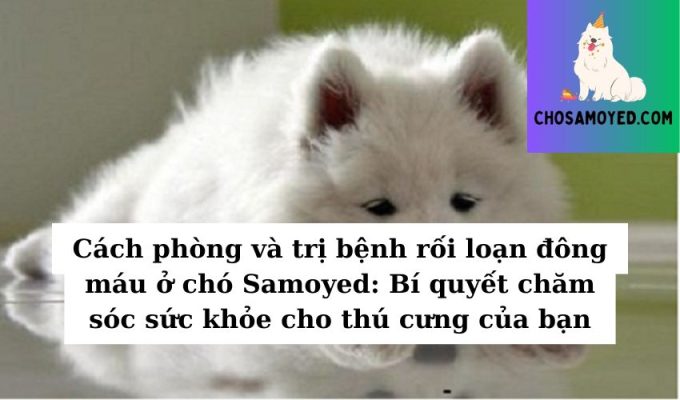 Cách phòng và trị bệnh rối loạn đông máu ở chó Samoyed Bí quyết chăm sóc sức khỏe cho thú cưng của bạn