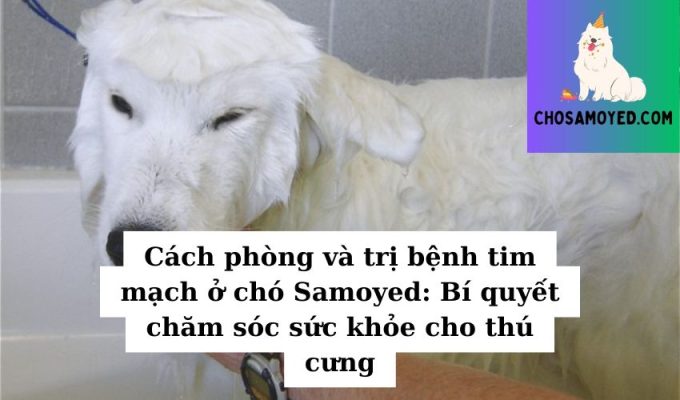 Cách phòng và trị bệnh tim mạch ở chó Samoyed Bí quyết chăm sóc sức khỏe cho thú cưng