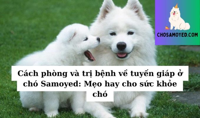 Cách phòng và trị bệnh về tuyến giáp ở chó Samoyed Mẹo hay cho sức khỏe chó