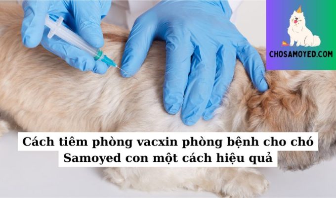 Cách tiêm phòng vacxin phòng bệnh cho chó Samoyed con một cách hiệu quả