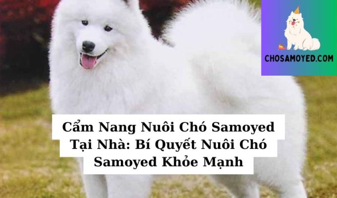 Cẩm Nang Nuôi Chó Samoyed Tại Nhà Bí Quyết Nuôi Chó Samoyed Khỏe Mạnh