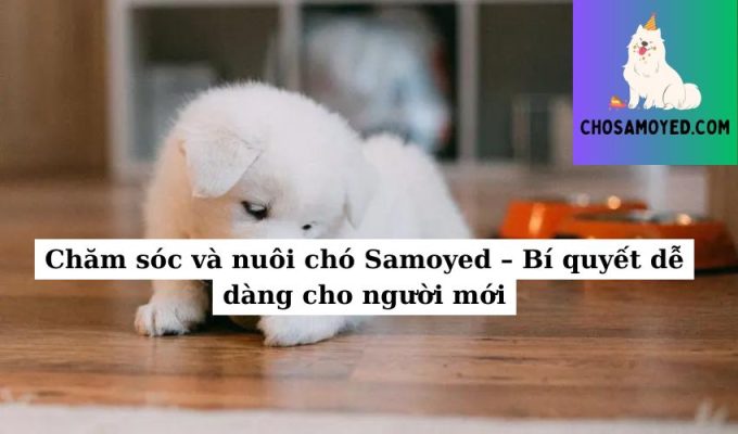 Chăm sóc và nuôi chó Samoyed – Bí quyết dễ dàng cho người mới