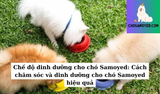 Chế độ dinh dưỡng cho chó Samoyed Cách chăm sóc và dinh dưỡng cho chó Samoyed hiệu quả