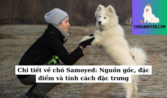 Chi tiết về chó Samoyed Nguồn gốc, đặc điểm và tính cách đặc trưng