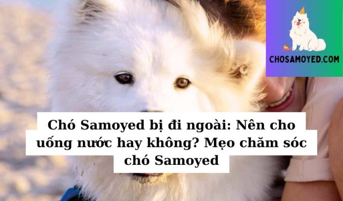 Chó Samoyed bị đi ngoài Nên cho uống nước hay không Mẹo chăm sóc chó Samoyed