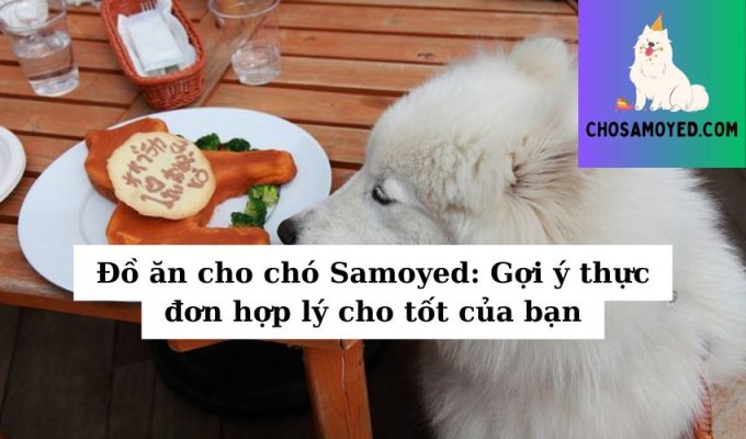 Đồ ăn cho chó Samoyed Gợi ý thực đơn hợp lý cho tốt của bạn