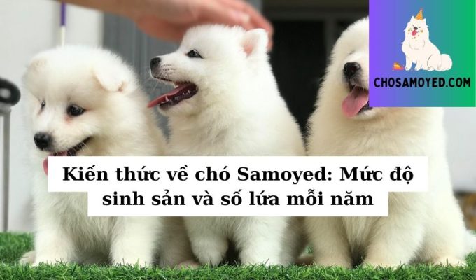 Kiến thức về chó Samoyed Mức độ sinh sản và số lứa mỗi năm