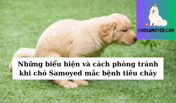 Những biểu hiện và cách phòng tránh khi chó Samoyed mắc bệnh tiêu chảy