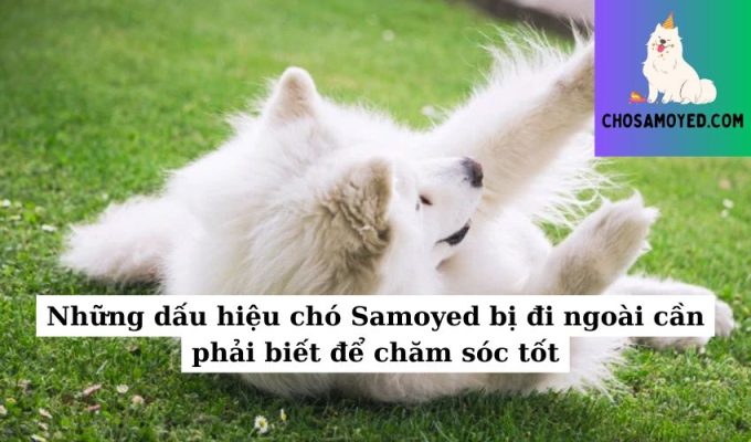 Những dấu hiệu chó Samoyed bị đi ngoài cần phải biết để chăm sóc tốt