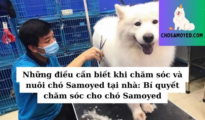 Những điều cần biết khi chăm sóc và nuôi chó Samoyed tại nhà Bí quyết chăm sóc cho chó Samoyed