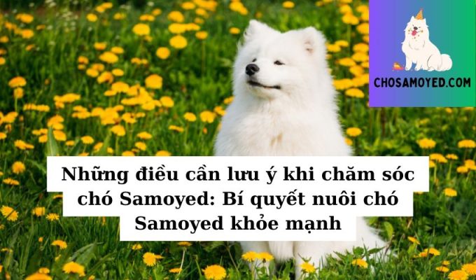 Những điều cần lưu ý khi chăm sóc chó Samoyed Bí quyết nuôi chó Samoyed khỏe mạnh