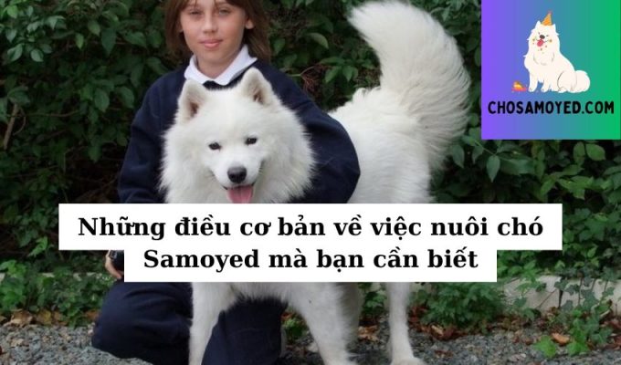 Những điều cơ bản về việc nuôi chó Samoyed mà bạn cần biết