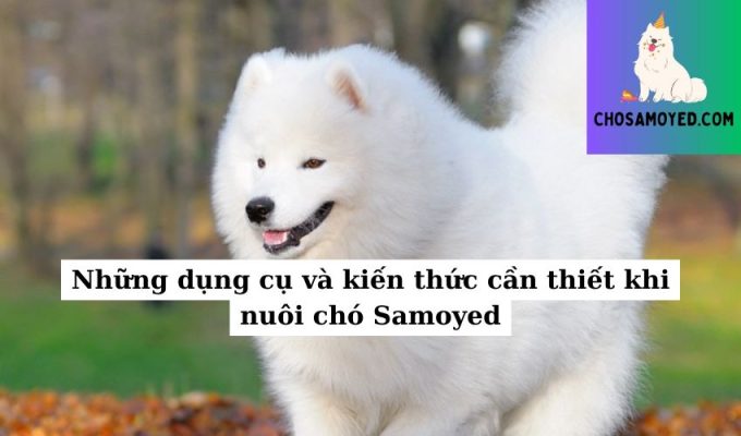 Những dụng cụ và kiến thức cần thiết khi nuôi chó Samoyed