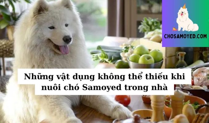 Những vật dụng không thể thiếu khi nuôi chó Samoyed trong nhà