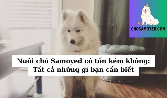 Nuôi chó Samoyed có tốn kém không Tất cả những gì bạn cần biết