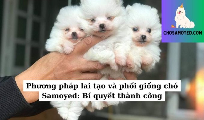 Phương pháp lai tạo và phối giống chó Samoyed Bí quyết thành công